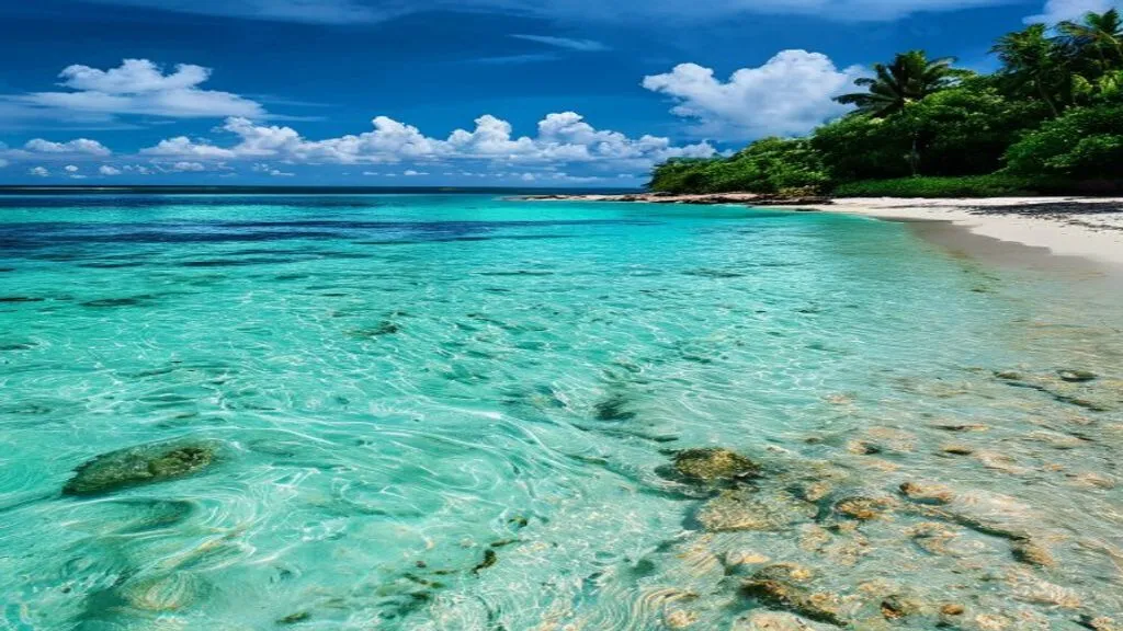 Sargasses en Guadeloupe : Comment trouver les plages sans algues en temps réel ?